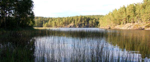 Skärveteån, Narrveteån - Image 1