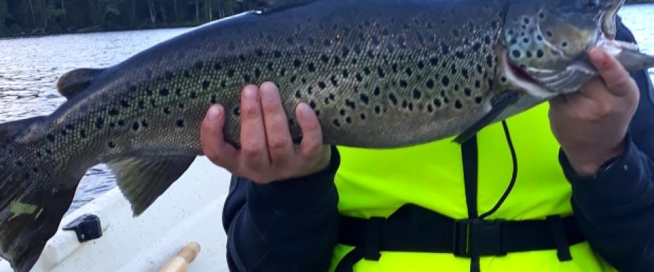 4.1 kilo fångad 5/6 2019... det kommer flera :)
