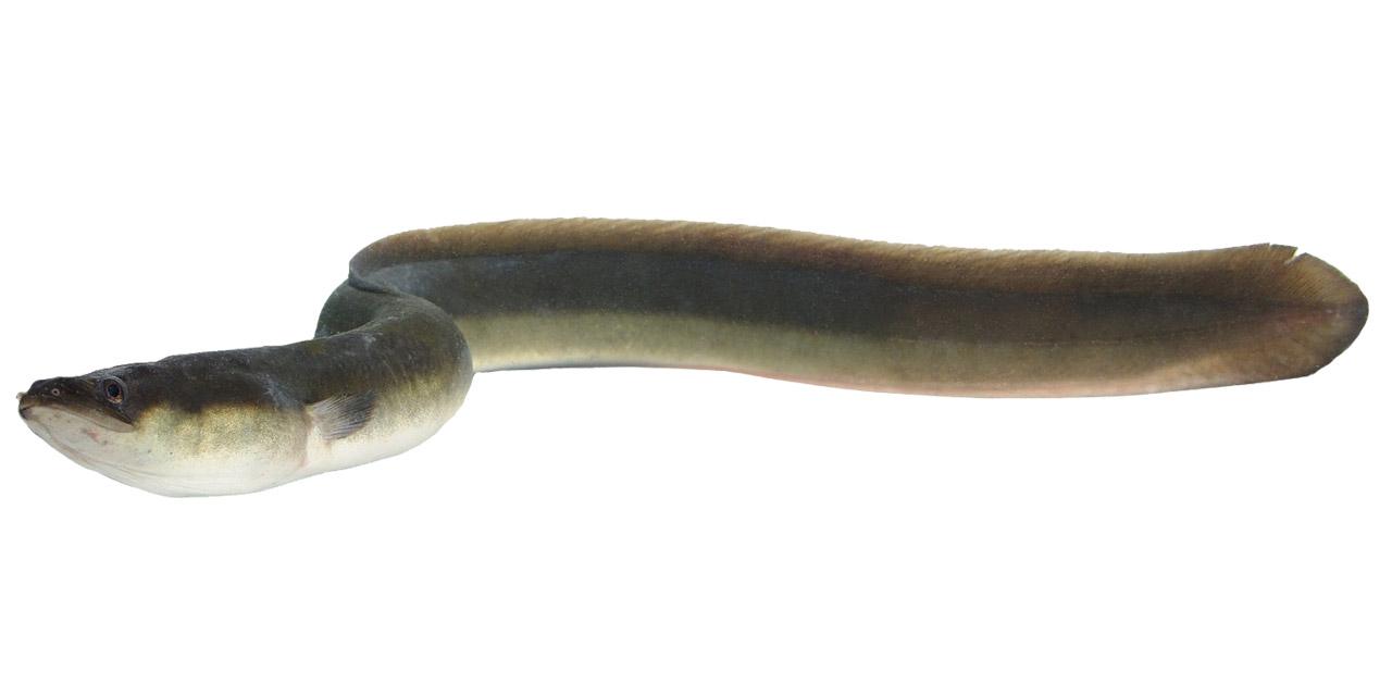 Ål