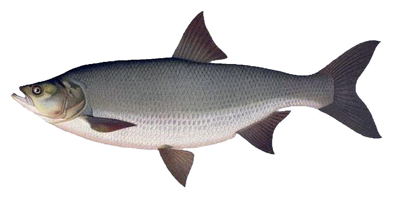 Asp
