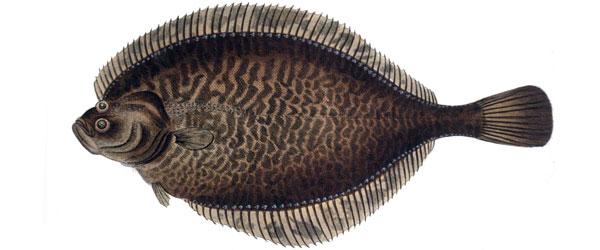 Skrubbskädda