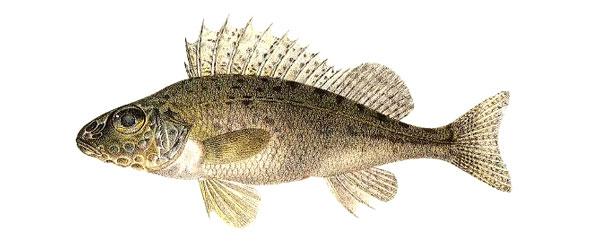 Gärs