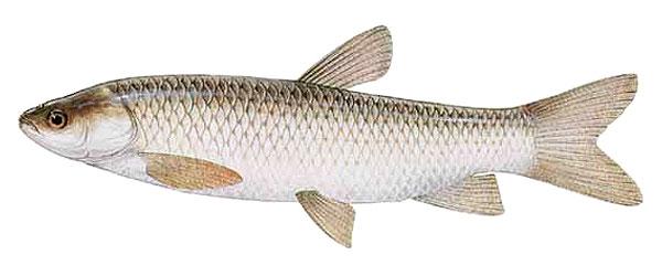 Gräskarp