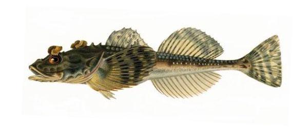 Hornsimpa