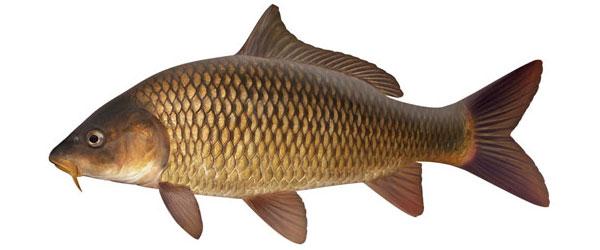 Karp