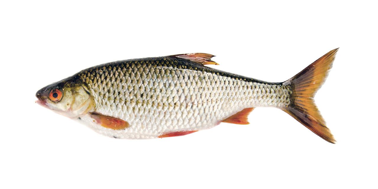 Mört