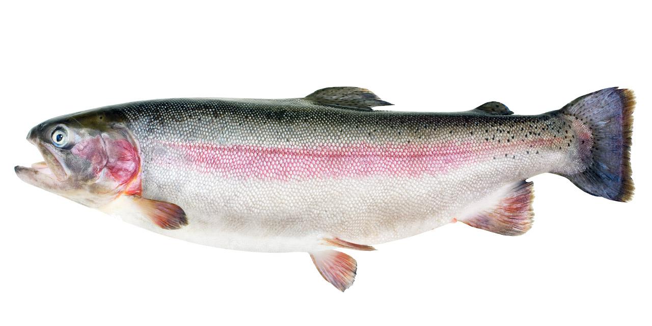 Regnbåge