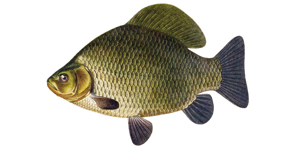 Ruda