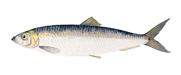 Sill / Strömming