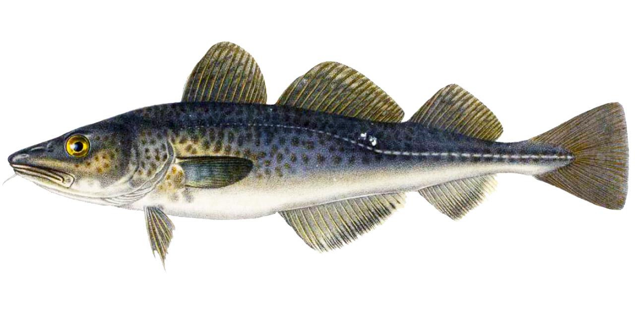 Torsk