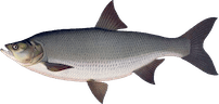 Aspius aspius