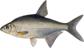 Abramis bjoerkna