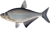 Abramis ballerus