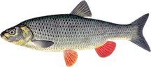 Squalius cephalus