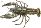 Astacus astacus