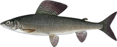 Thymallus thymallus