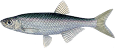 Alburnus alburnus
