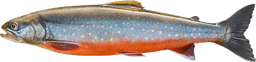 Salvelinus umbla/alpinus
