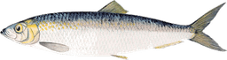 Clupea harengus