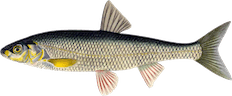Leuciscus leuciscus