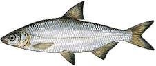 Abramis vimba