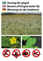 Varning för sjögull