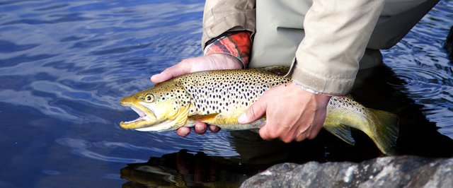 Harrträsk, Vassaraälven, Sikträsk m fl vatten