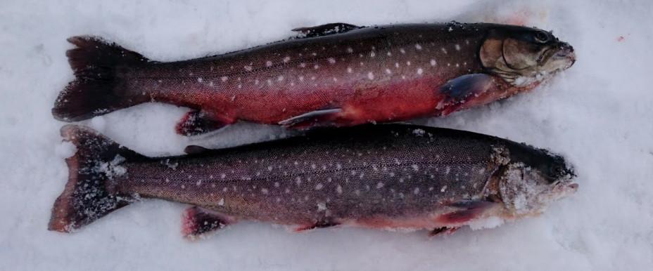 Rödvattenssjön, Västervattnet m fl vatten - Image 1