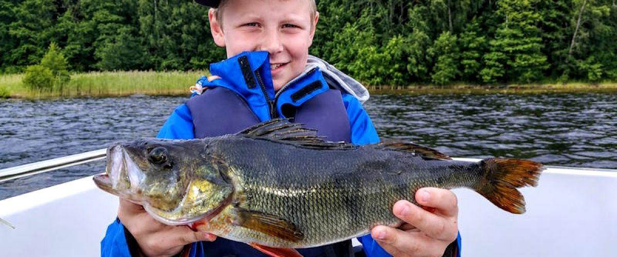 Stora abborrar finns!