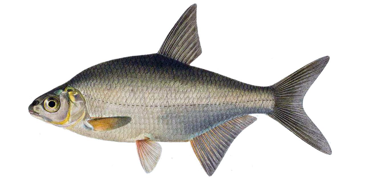 Björkna