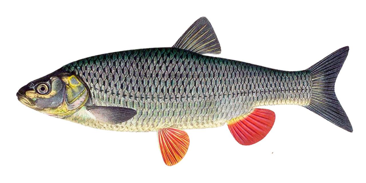 Färna