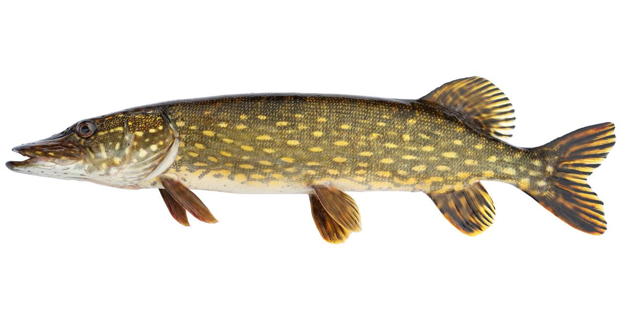 Gädda