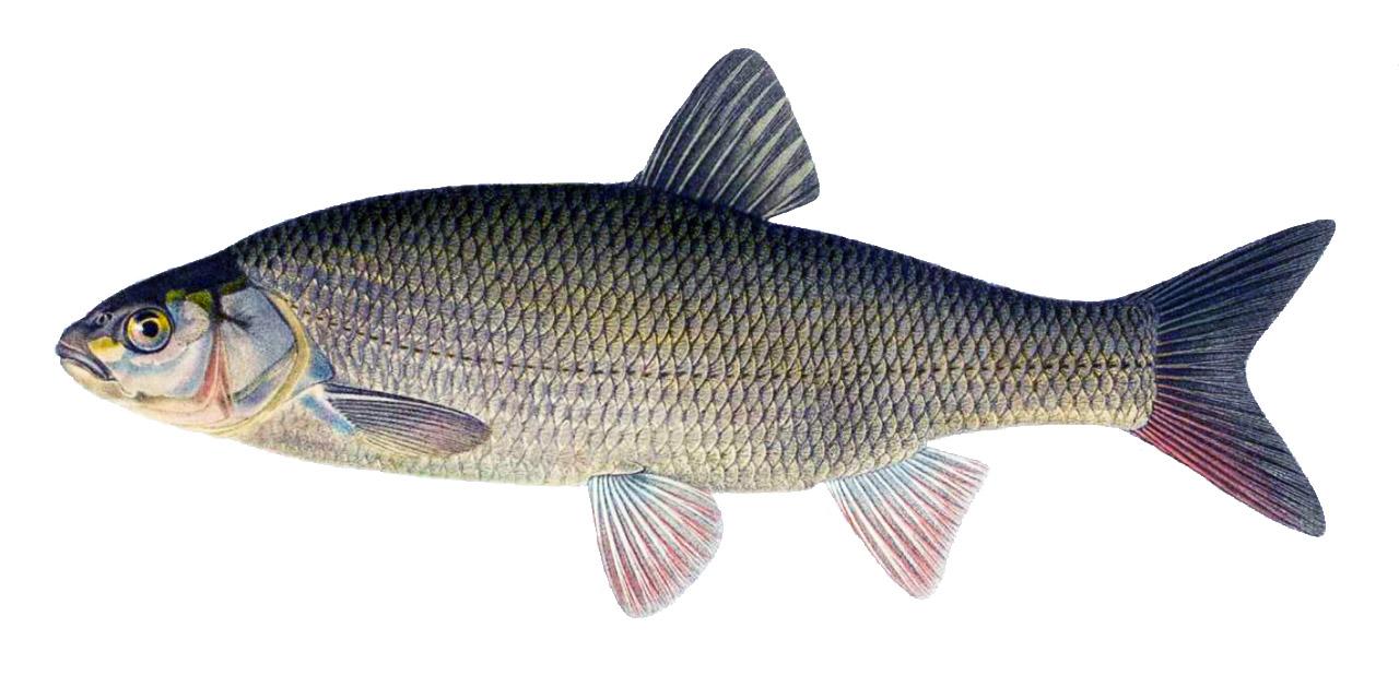 Id