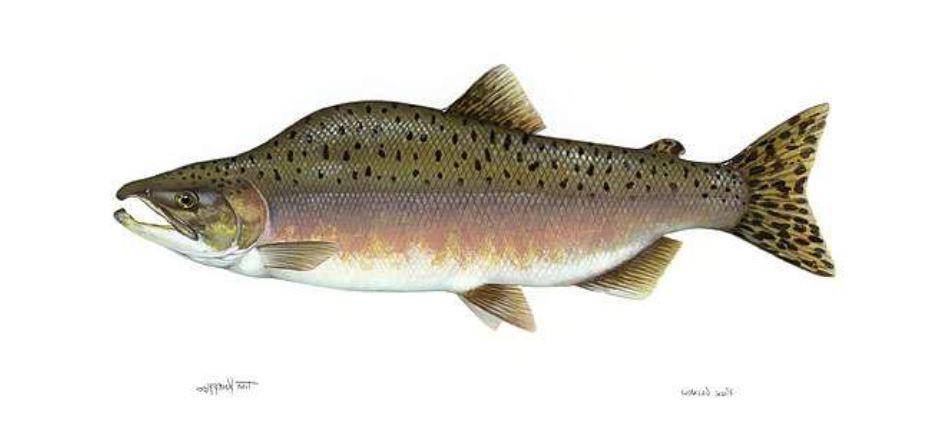 Puckellax