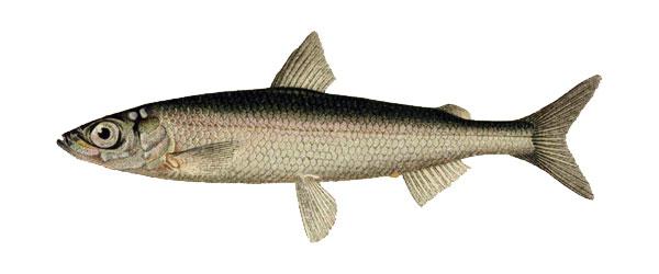 Siklöja