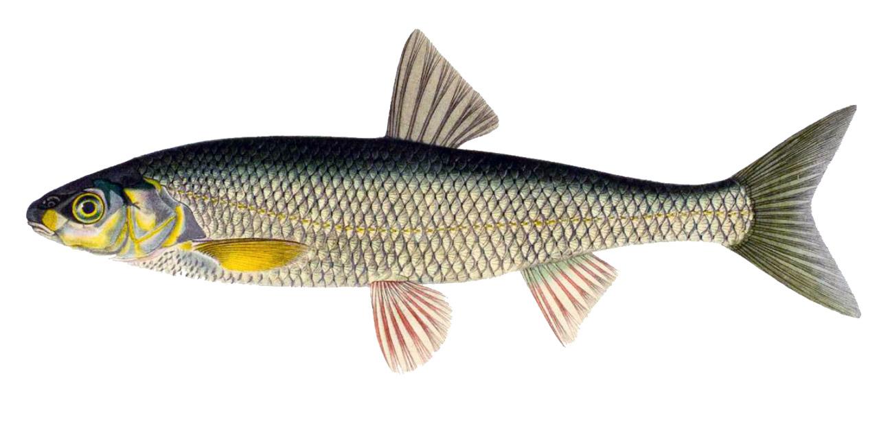 Stäm