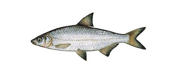 Vimma