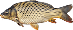 Cyprinus carpio