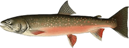 Salvelinus fontinalis