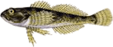 Cottus poecilopus