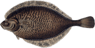 Platichthys flesus