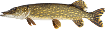 Esox Lucius