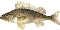 Gymnocephalus cernuus
