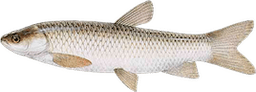 Ctenopharyngodon idella