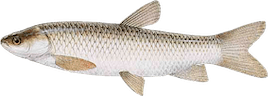 Ctenopharyngodon idella