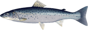 Salmo Trutta Trutta
