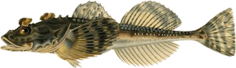 Myoxocephalus quadricornis