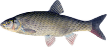 Leuciscus idus