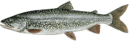 Salvelinus namaycush