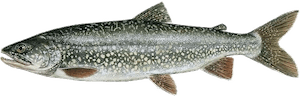 Salvelinus namaycush